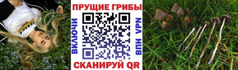 Псилоцибиновые грибы MAGIC MUSHROOMS  Купить закладки  Энем 